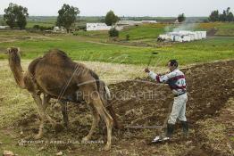 Image du Maroc Professionnelle de  Mohamed agriculteur aux environ d’El Jadida utilise une charrue tiré par un mulet et un chameau, l’emploi d’animaux de bâts de forces différentes s’impose à cause du bon voisinage des deux bêtes contrairement à deux chameaux qui perdent leur temps à se mordre à tour de rôle. Seul inconvénient le tracé de la charrue prend la forme d’un arc sur les grands champs contrairement aux lignes presque droites habituelles. Jeudi 3 Mars 2005. (Photo / Abdeljalil Bounhar) 